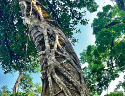From Pages to Action: Trees for Life and Environmental Education