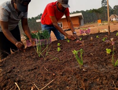OUR FIRST MANDALA GARDEN HARVEST